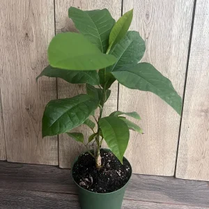 Yellow Champaca Live Plant - Joy Perfume Tree, Michelia champaca, 4-6 inch Pot, Fragrant Flowers - Image 5