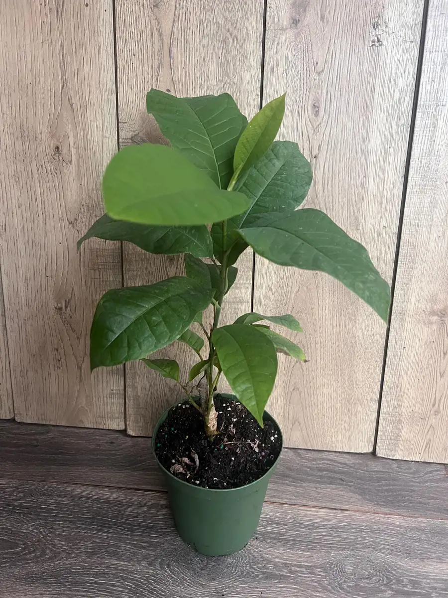 Yellow Champaca Live Plant - Joy Perfume Tree, Michelia champaca, 4-6 inch Pot, Fragrant Flowers - Image 5