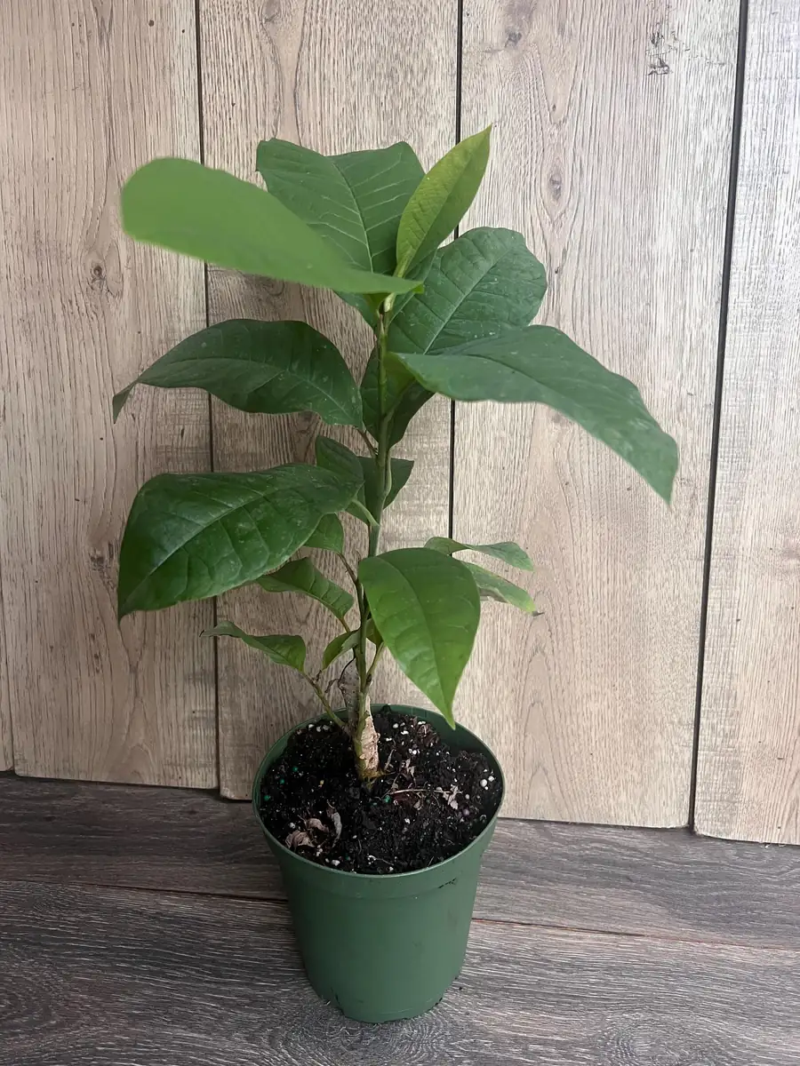 Yellow Champaca Live Plant - Joy Perfume Tree, Michelia champaca, 4-6 inch Pot, Fragrant Flowers - Image 6