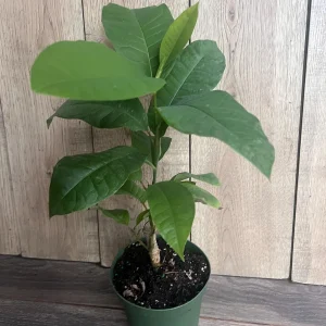 Yellow Champaca Live Plant - Joy Perfume Tree, Michelia champaca, 4-6 inch Pot, Fragrant Flowers - Image 7