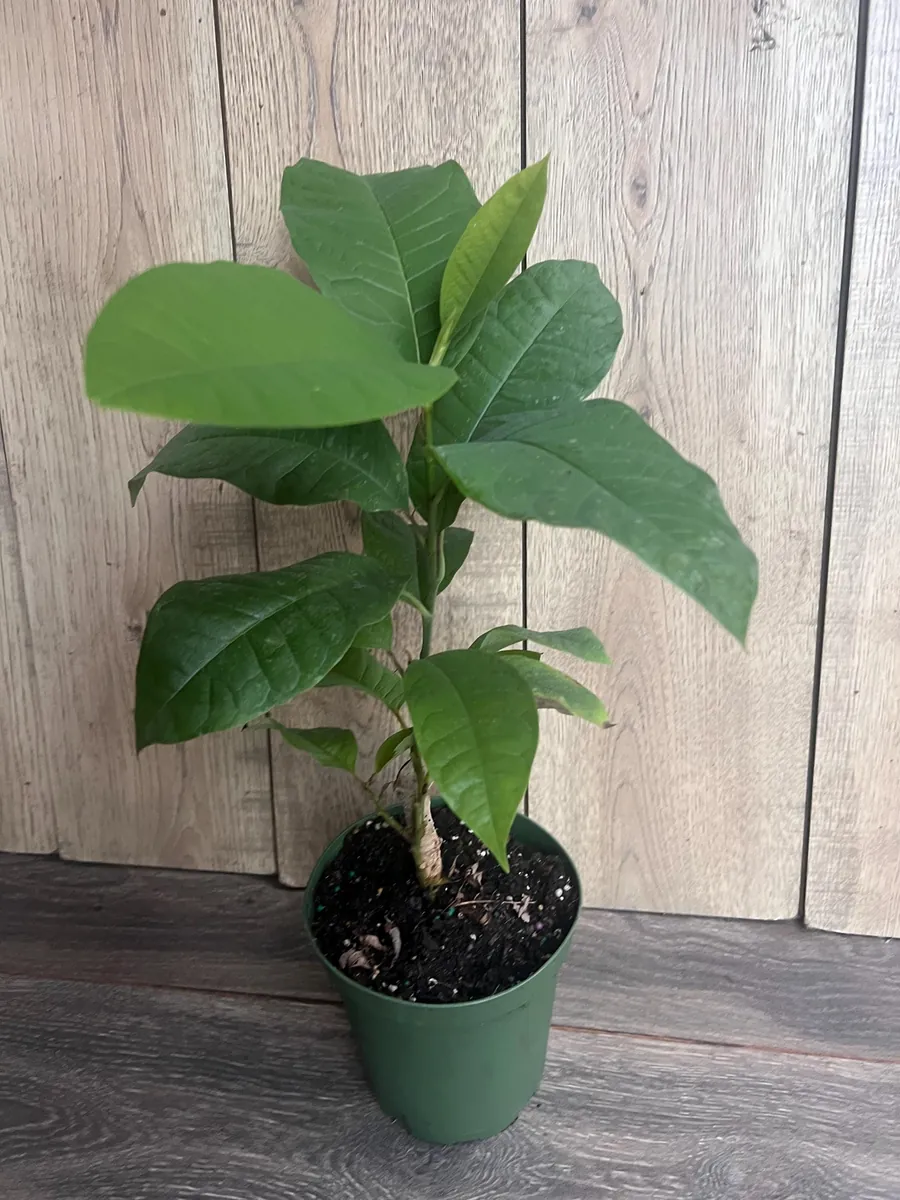 Yellow Champaca Live Plant - Joy Perfume Tree, Michelia champaca, 4-6 inch Pot, Fragrant Flowers - Image 7