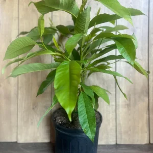 Yellow Champaca Live Plant - Joy Perfume Tree, Michelia champaca, 4-6 inch Pot, Fragrant Flowers - Image 9