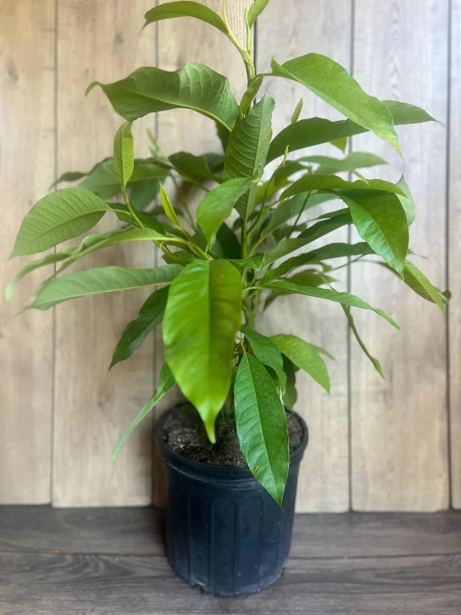 Yellow Champaca Live Plant - Joy Perfume Tree, Michelia champaca, 4-6 inch Pot, Fragrant Flowers - Image 9