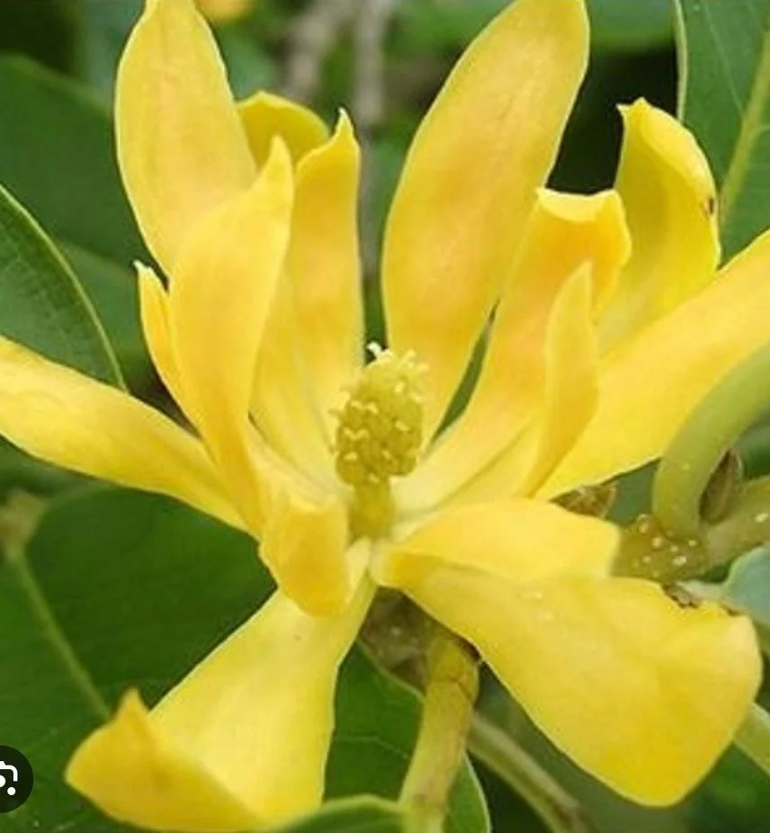 Yellow Champaca Live Plant - Joy Perfume Tree, Michelia champaca, 4-6 inch Pot, Fragrant Flowers - Image 1