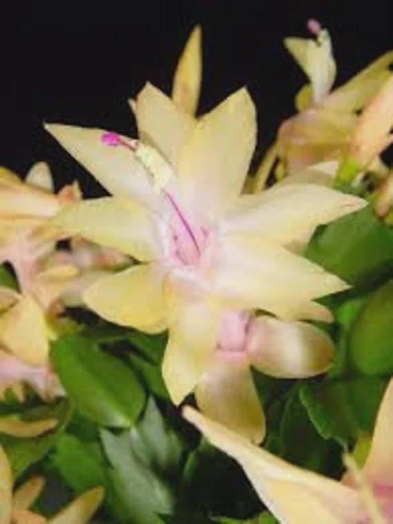 Yellow Christmas Cactus Live Plant – 2 inch pot – Indoor/Outdoor - Image 3