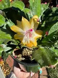Yellow Christmas Cactus Live Plant – 2 inch pot – Indoor/Outdoor - Image 4