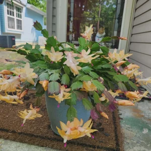 Yellow Christmas Cactus Live Plant – 2 inch pot – Indoor/Outdoor - Image 5