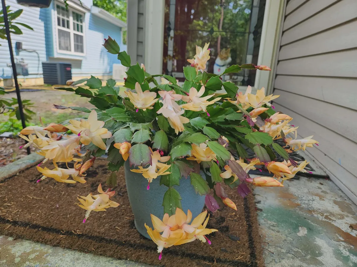 Yellow Christmas Cactus Live Plant – 2 inch pot – Indoor/Outdoor - Image 5