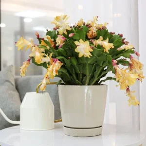 Yellow Christmas Cactus Live Plant - 4 Inch Pot, Indoor Holiday Bloom - Image 1