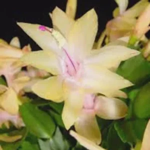 Yellow Christmas Cactus Live Plant - 4 Inch Pot, Indoor Holiday Bloom - Image 3