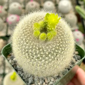 Yellow Crown Cactus Live Plant – Notocactus Graessneri – Blooming Cactus in 4 inch Pot - Image 1