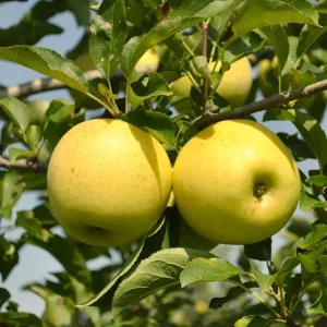 Yellow Delicious Apple Tree Bare Root Plant – 2-3 ft Tall – Zone 5-8 Outdoor Fruit Tree - Image 1