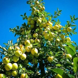 Yellow Delicious Apple Tree - Grafted Bare-root Fruit Tree - Hardiness Zone 5-8 - Image 3
