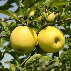 Yellow Delicious Apple Tree - Grafted Bare-root Fruit Tree - Hardiness Zone 5-8 - Image 1