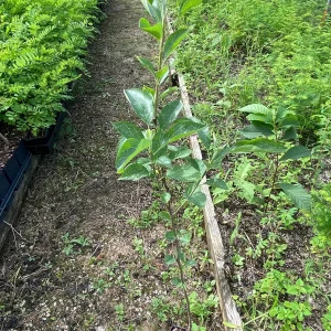 Yellow Delicious Apple Tree Live Plant - Quart Pot, 2 Feet Tall, Outdoor - Image 5