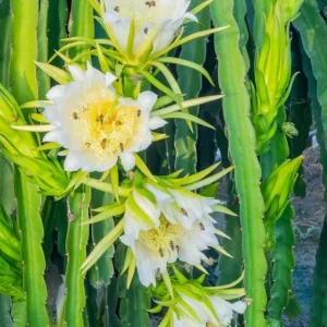 Yellow Dragon Fruit Live Plant - 3-6