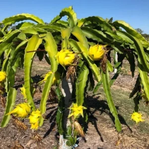 Yellow Dragon Fruit Live Plant - 3-6" Hylocereus Megalanthus Starter Cactus Vine, Bare Root - Image 1
