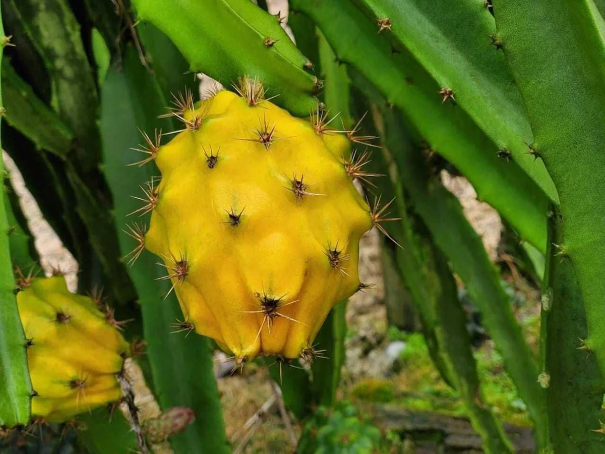 Yellow Dragon Fruit Starter Plug - Selenicereus megalanthus Live Plant - Image 2