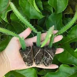 Yellow Dragon Fruit Starter Plug - Selenicereus megalanthus Live Plant - Image 3