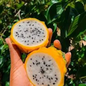 Yellow Dragon Fruit Starter Plug - Selenicereus megalanthus Live Plant - Image 4