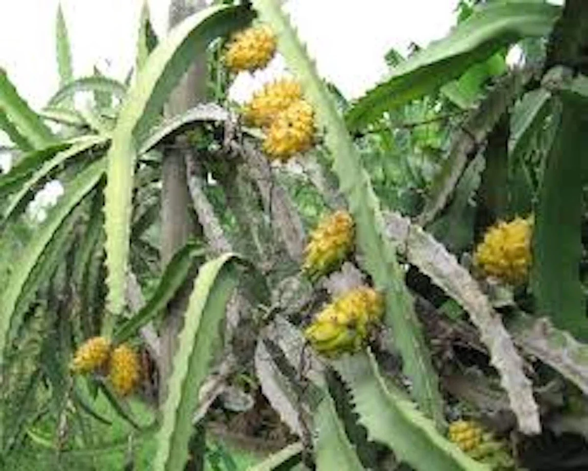 Yellow Dragon Fruit Starter Plug - Selenicereus megalanthus Live Plant - Image 1