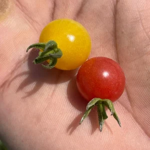 Yellow Everglades Tomato Seeds - Rare, Heat Tolerant, Sweet Flavor - Image 2