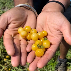 Yellow Everglades Tomato Seeds - Rare, Heat Tolerant, Sweet Flavor - Image 3
