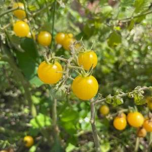 Yellow Everglades Tomato Seeds - Rare, Heat Tolerant, Sweet Flavor - Image 1