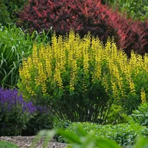 Yellow False Indigo Seeds - 30 Count Baptisia tinctoria Perennial Outdoor - Image 2
