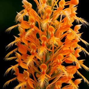 Yellow Fringed Orchid - Platanthera Ciliaris Bare Root Plant - Zones 4-9 - Image 1