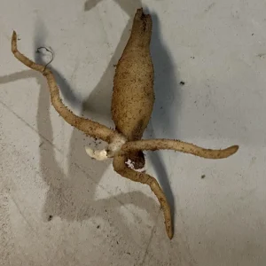 Yellow Fringed Orchid - Platanthera Ciliaris Bare Root Plant - Zones 4-9 - Image 5