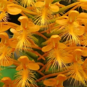 Yellow Fringed Orchid (Platanthera Ciliaris) Live Bare Root Plant - Zones 4-9 - Image 2