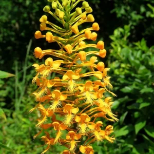 Yellow Fringed Orchid (Platanthera Ciliaris) Live Bare Root Plant - Zones 4-9 - Image 3