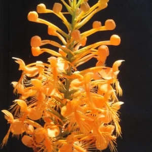 Yellow Fringed Orchid (Platanthera Ciliaris) Live Bare Root Plant - Zones 4-9 - Image 4