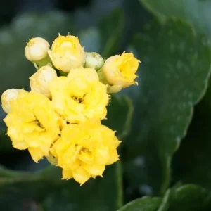 Yellow Kalanchoe Live Plant – 2.5 inch Pot – In Bud & Bloom – Easy Houseplant - Image 2