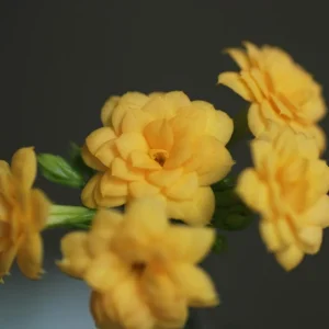 Yellow Kalanchoe Live Plant – 2.5 inch Pot – In Bud & Bloom – Easy Houseplant - Image 3