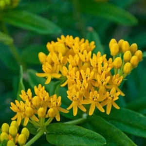 Yellow Milkweed Live Starter Plants - Set of 2, 4-8