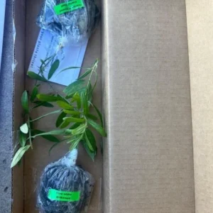 Yellow Milkweed Live Starter Plants - Set of 2, 4-8