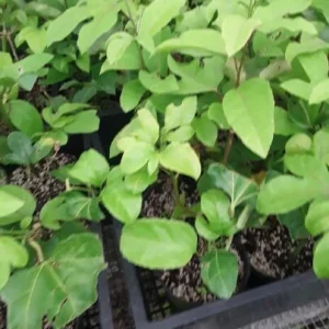 Yellow Passion Fruit Live Plant – Starter Vine 4-8 inches Tall in 3 inch Pot - Image 1