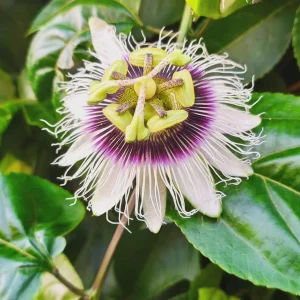 Yellow Passion Fruit Live Plant – Vine in 4'' Pot – Outdoor Edible Fruit - Image 2