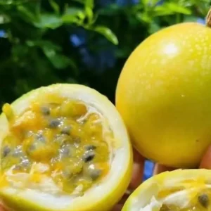 Yellow Passion Fruit Live Plant – Vine in 4'' Pot – Outdoor Edible Fruit - Image 1