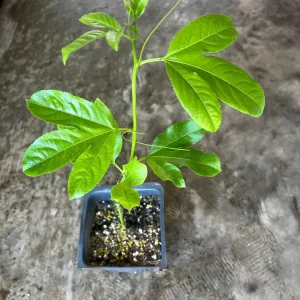 Yellow Passion Fruit Live Plant – Vine in 4'' Pot – Outdoor Edible Fruit - Image 4