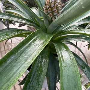 Yellow Pineapple Live Plant - Fruit Bearing, 6 inch Pot, Indoor/Outdoor - Image 2