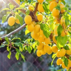 Yellow Plum Tree Live Plant - Rooted, Up to 2 ft Tall - Outdoor Fruit Tree - Image 1