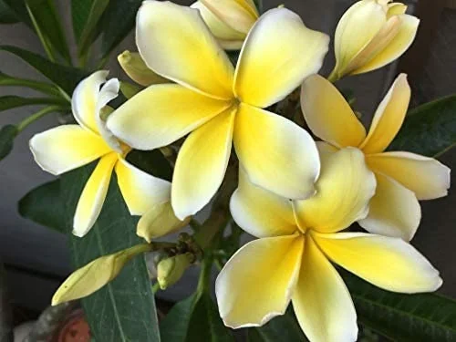 Yellow Plumeria Hawaiian Live Plant – Fragrant Tropical Plant – 1 Ft Tall - Image 2