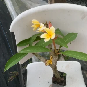 Yellow Plumeria Hawaiian Live Plant – Fragrant Tropical Plant – 1 Ft Tall - Image 1