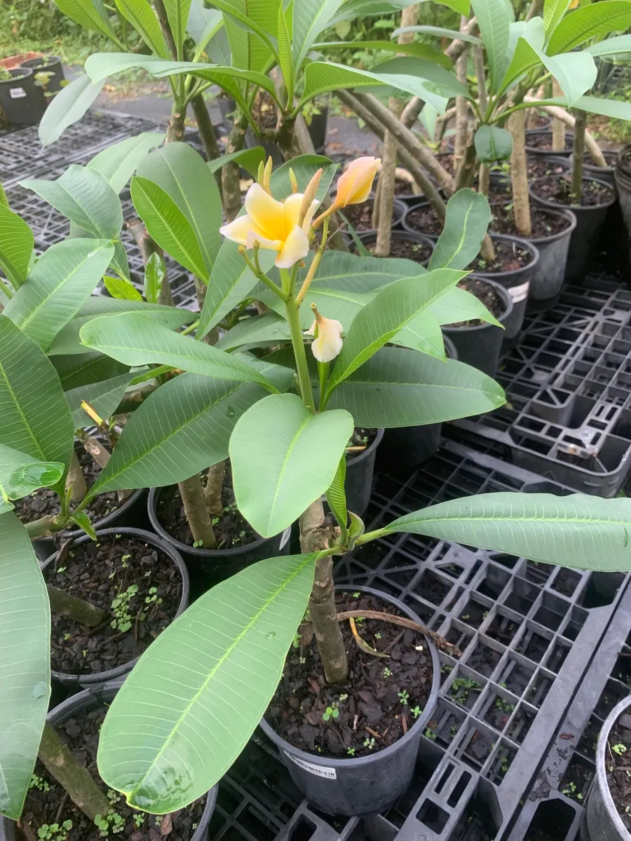 Yellow Plumeria Hawaiian Live Plant – Fragrant Tropical Plant – 1 Ft Tall - Image 5