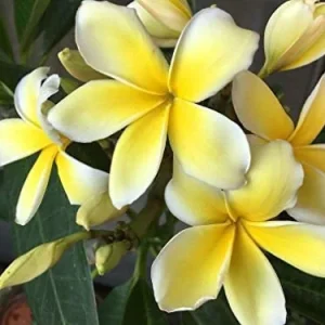 Yellow Plumeria Live Plant - Fragrant Tropical Shrub, 1 Ft Tall, Indoor/Outdoor - Image 2