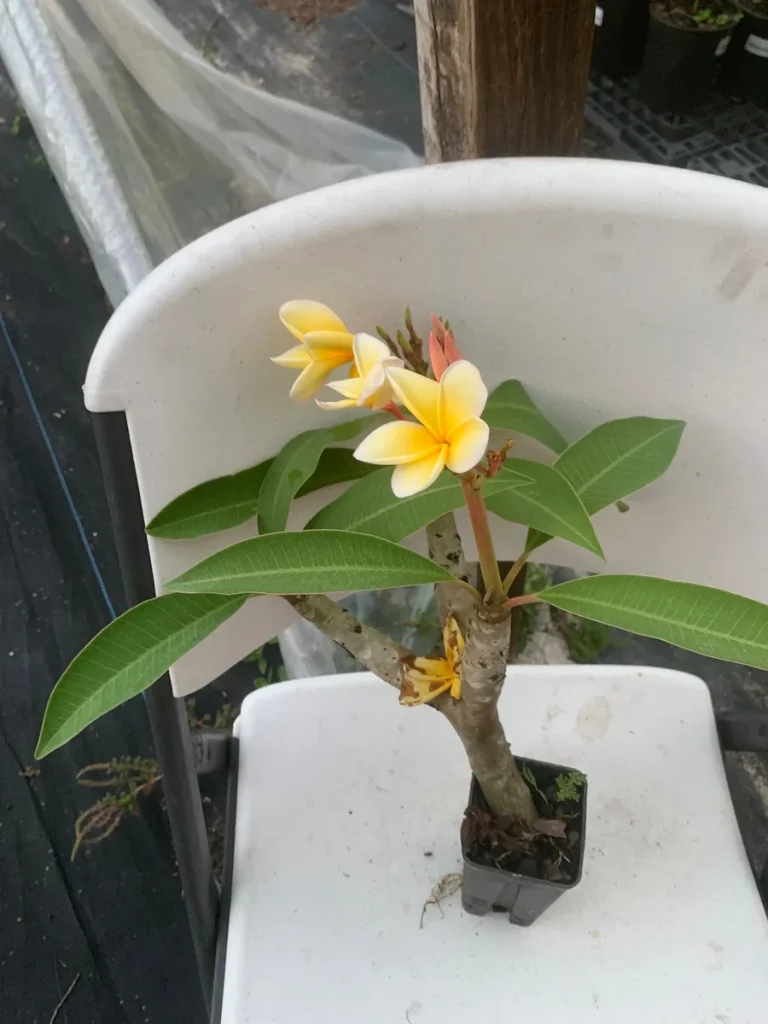Yellow Plumeria Live Plant - Fragrant Tropical Shrub (1 Ft Tall)