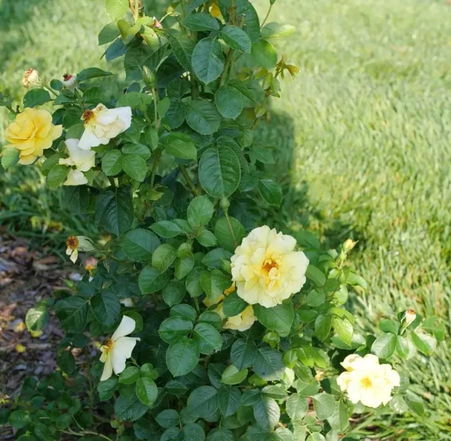 Yellow Rose Live Plant – Fragrant Garden Rose – 4 inch Pot – Outdoor - Image 2